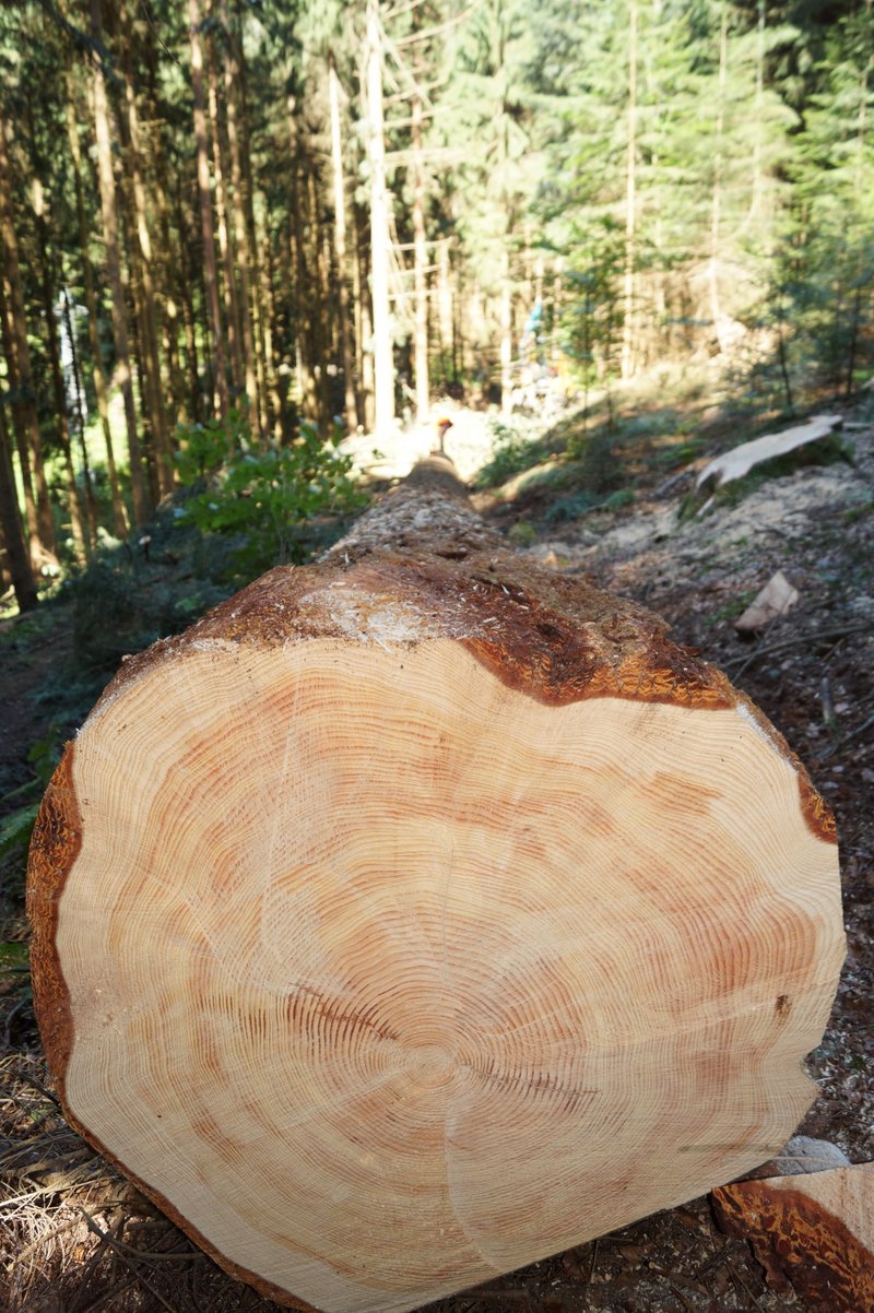 gefällter Baum