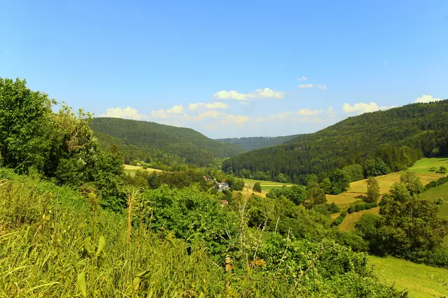 Blick auf den Wald